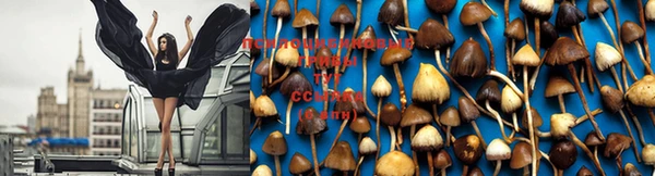 мяу мяу мука Дмитровск